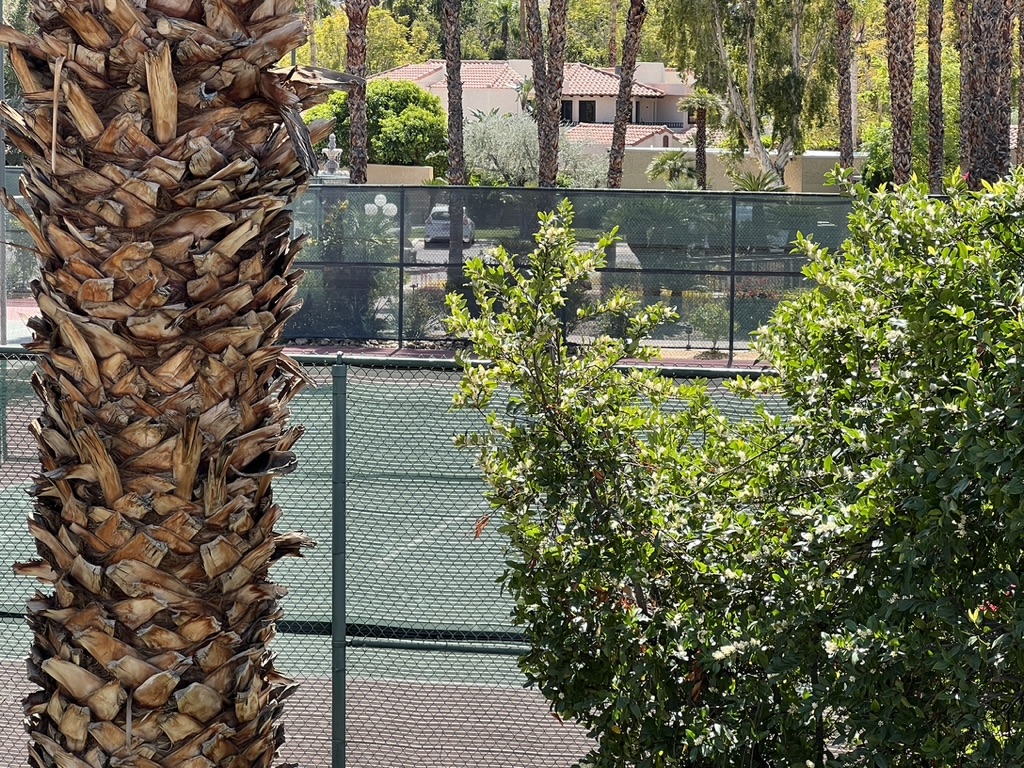 tennis tourist oasis palm springs california