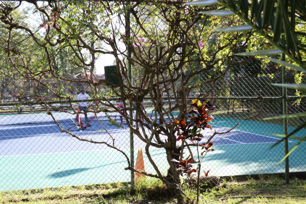 tennis-tourist-guadalajara-mexico-Enrique ladron de Guevara-tree