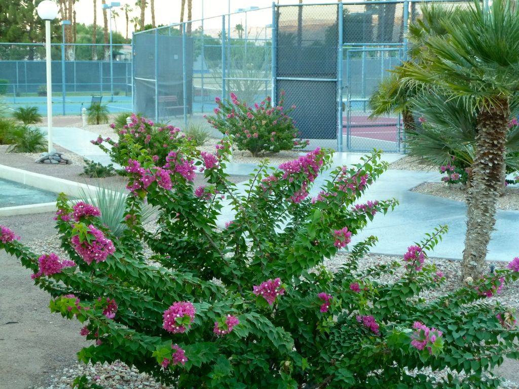 Palm-Springs-California-Desert-Princess-Tennis-garden