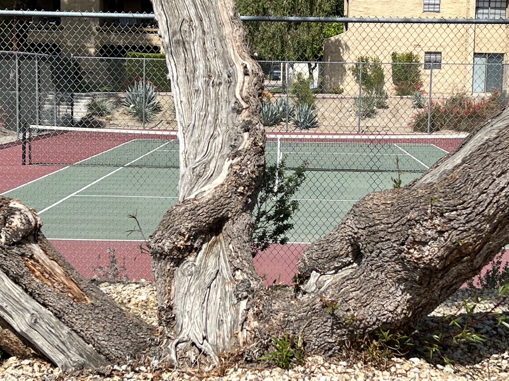 palm springs golf and tennis club tree and courts teri church