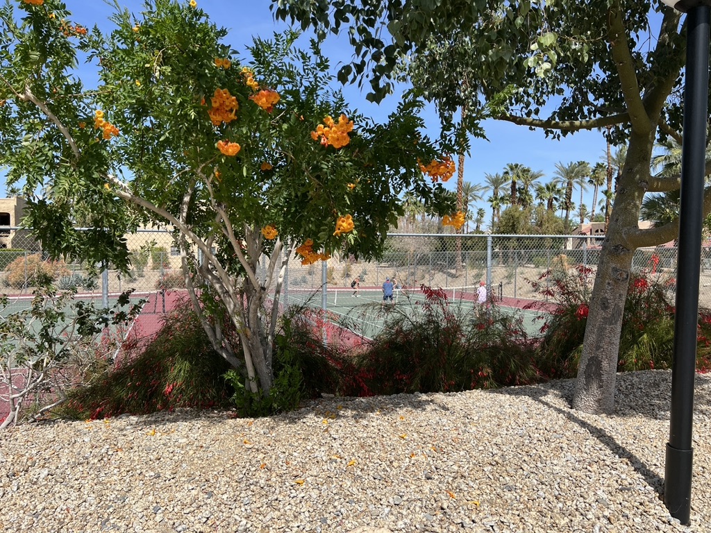 palm springs golf and tennis club garden and courts teri church